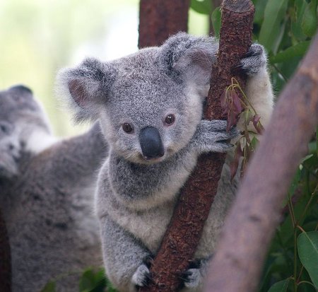 654px-cutest_koala-450